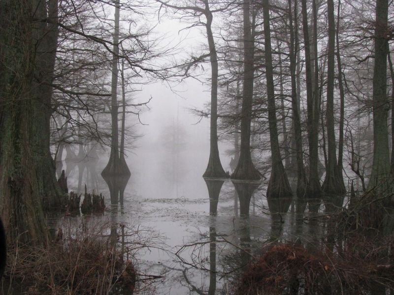 Fichier:Usume Foret.jpg